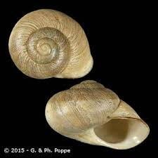 Attēlu rezultāti vaicājumam “Helicidae”