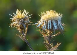 Attēlu rezultāti vaicājumam “Carlina biebersteinii”