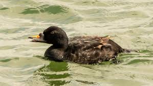 Attēlu rezultāti vaicājumam “Melanitta nigra male”