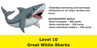 Image result for Sharks Swimming Club Of Mottingham