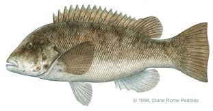 Image result for Tautoga onitis