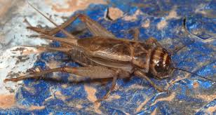 Attēlu rezultāti vaicājumam “Gryllus domesticus”