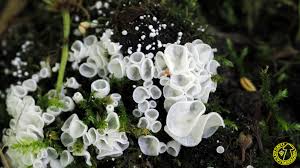 Attēlu rezultāti vaicājumam “Rimbachia neckerae”