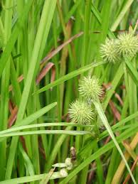 Attēlu rezultāti vaicājumam “Sparganiaceae”