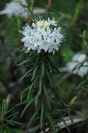 Attēlu rezultāti vaicājumam “Ledum palustre flower”