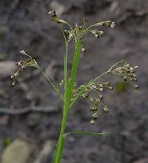 Attēlu rezultāti vaicājumam “Luzula luzuloides fruit”