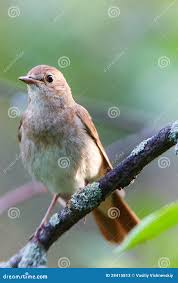 Image result for Luscinia luscinia