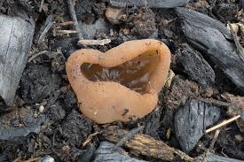 Attēlu rezultāti vaicājumam “Peziza flavida”