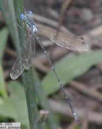 Attēlu rezultāti vaicājumam “Lestes dryas male”