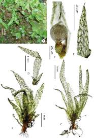 Attēlu rezultāti vaicājumam “Ephemerum serratum”