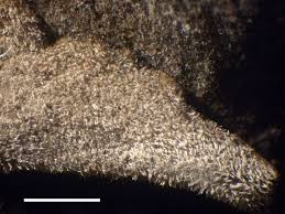 Attēlu rezultāti vaicājumam “Leptogium saturninum”