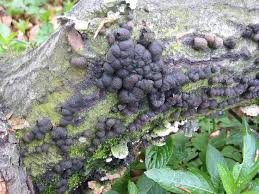 Attēlu rezultāti vaicājumam “Hypoxylon multiforme”