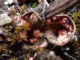 Attēlu rezultāti vaicājumam “Peltigera extenuata”