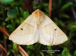 Attēlu rezultāti vaicājumam “Crocallis elinguaria”