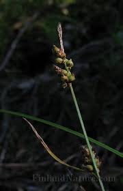 Attēlu rezultāti vaicājumam “Carex globularis”
