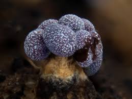 Attēlu rezultāti vaicājumam “Physaraceae”