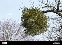 Attēlu rezultāti vaicājumam “Viscum album fruit”