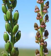 Attēlu rezultāti vaicājumam “Triglochin maritimum flower”