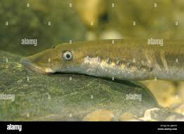 Image result for Lethenteron camtschaticum