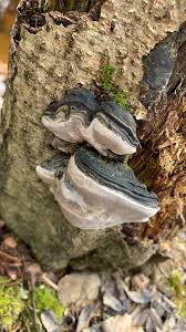Attēlu rezultāti vaicājumam “Phellinus alni”