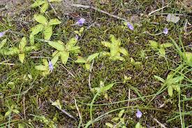 Attēlu rezultāti vaicājumam “Pinguicula vulgaris”