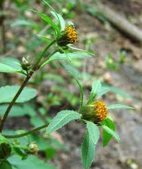 Attēlu rezultāti vaicājumam “Bidens frondosa flower”