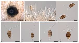 Attēlu rezultāti vaicājumam “Stemonitopsis hyperopta var. landewaldii macro”