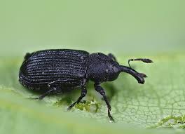 Attēlu rezultāti vaicājumam “Magdalis sp.”