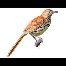 Image result for Toxostoma rufum