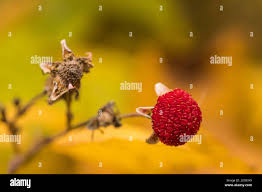 Attēlu rezultāti vaicājumam “Rubus parviflorus fruit”
