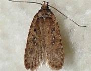 Attēlu rezultāti vaicājumam “Agonopterix heracliana”