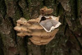 Attēlu rezultāti vaicājumam “Bjerkandera fumosa”