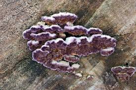 Attēlu rezultāti vaicājumam “Trichaptum abietinum”