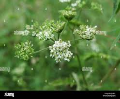 Attēlu rezultāti vaicājumam “Torilis japonica leaf”