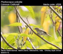 Attēlu rezultāti vaicājumam “Phylloscopus collybita adult”