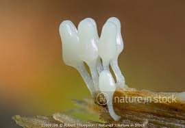 Attēlu rezultāti vaicājumam “Arcyria cinerea macro”