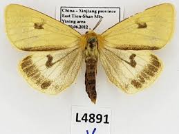 Attēlu rezultāti vaicājumam “Diacrisia sannio female”