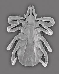 Attēlu rezultāti vaicājumam “Ixodes male”