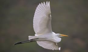 Attēlu rezultāti vaicājumam “Egretta alba adult”