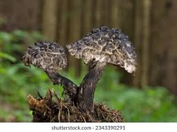 Attēlu rezultāti vaicājumam “Strobilomyces strobilaceus”