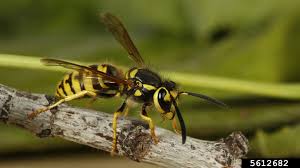 Attēlu rezultāti vaicājumam “Vespula germanica”