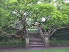 ST1577 : The gardens at Insole - via Daymix