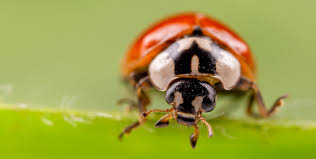 Attēlu rezultāti vaicājumam “Adalia bipunctata”