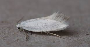 Attēlu rezultāti vaicājumam “Elachista argentella”