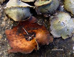 Attēlu rezultāti vaicājumam “Dermatocarpon miniatum”