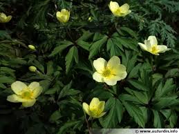 Attēlu rezultāti vaicājumam “Anemone x lipsiensis”