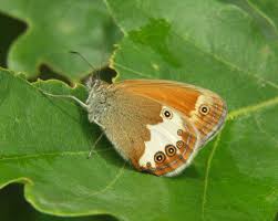 Attēlu rezultāti vaicājumam “Coenonympha arcania underside”