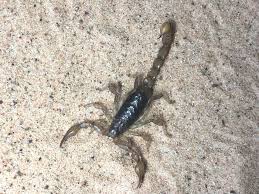 Attēlu rezultāti vaicājumam “Boreus”