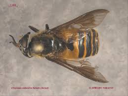 Attēlu rezultāti vaicājumam “Chrysops”