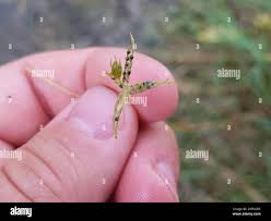 Attēlu rezultāti vaicājumam “Chara filiformis”